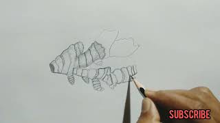 stem modifications  rhizome  how to draw rhizome  ginger  how to draw ginger botany [upl. by Adnuhser]