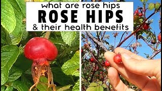 WHAT ARE ROSE HIPS  ROSE HIP HEALTH BENEFITS by someone who actually picks them in real life [upl. by Tnemelc]