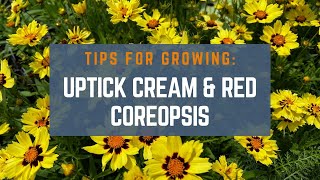 How to Grow Uptick Cream and Red Coreopsis Tickseed [upl. by Fiske]