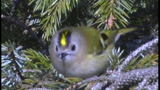 Roitelet huppé  Goldcrest  Wintergoldhähnchen  Regulus regulus [upl. by Michaud129]