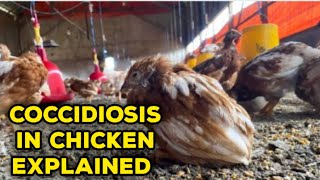 The Ultimate Guide to Coccidiosis In Chicken  Cause Symptoms and Solutions [upl. by Ranger]