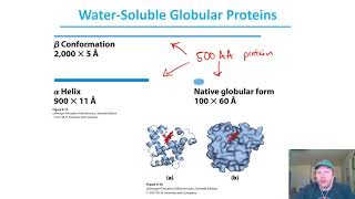 Chapter 4  pt7 Silk Fibroin amp Globular Protein Intro [upl. by Lewiss969]