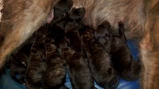 Deerhound Lurcher Puppies Birth to 2 Years [upl. by Argyres]