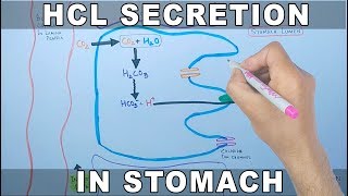 Mechanism of HCL Secretion [upl. by Ormsby]