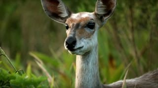 Antelope – Zimbali Nature Documentary [upl. by Aikemaj]