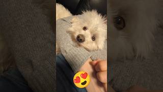 HighEnd Level Chill💓🥰💖 chill sleep chillout dog sweet shortsvideo doglife [upl. by Aidas50]