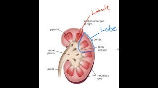 Differences between the renal lobe and renal lobule [upl. by Suirtemid]