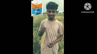 bayar ka arize bold dhan agriculture youtubeshorts rice [upl. by Vilberg100]