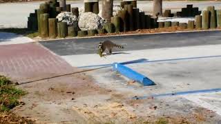 SoFla Raccoon Nabs an Iguana for Dinner [upl. by Kellen302]