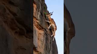 Mountain Goat vertical on a cliff face shorts wildlife [upl. by Quita]