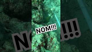 This green Morray snags my catch lionfish floridaman scubadiving ocean nom [upl. by Skelton]