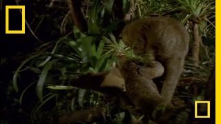 What In the World Is a Kinkajou  National Geographic [upl. by Mendive]