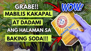 BAKING SODA LANG PALA ANG KATAPAT NG HALAMAN MO AMAZING USE OF BAKING SODA [upl. by Arnuad]