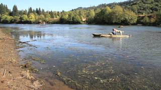 Lab learning to retrieve ducks from a kayak [upl. by Macario]