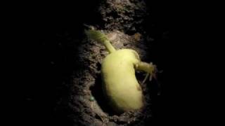 Timelapse Phaseolus Runner Bean Hypogeal germination [upl. by Nalad]