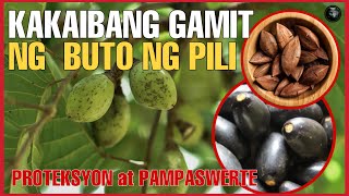 Bhes Tv KAKAIBANG BISA AT GAMIT NG PUNO NG PILI  ALAMIN PAMPASWERTE PALA [upl. by Evelyn325]