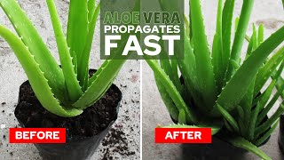 How To Propagate Aloe Vera Fast [upl. by Wolf]