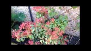 pieris shrubs coming into bloom care and help HD [upl. by Henebry908]