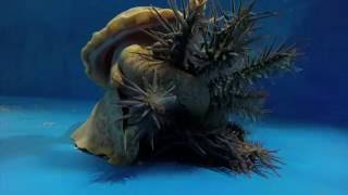 Pacific triton hunts and eats crownofthorns starfish [upl. by Bonina]