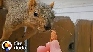 Squirrel Follows Woman Home and Demands Nuts  The Dodo Wild Hearts [upl. by Ingamar935]