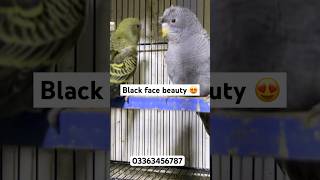 Black face budgie budgies birdslover birds lovebirds [upl. by Odlareg]