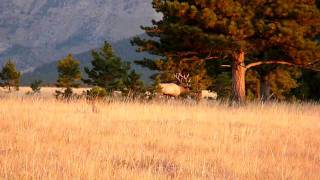 HUGE Montana Bull Elk in 2009 Archery Season 2 [upl. by Llertram]