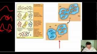 Speciation Part 2 Allopatric [upl. by Jennette]