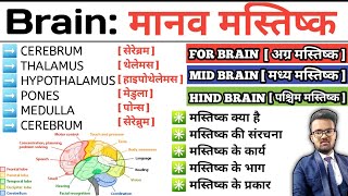 Brain  मानव मस्तिष्क  Structure of Brain  Function of Brain  Cerebrum  Thalamus  Hypothalamus [upl. by Sajovich]