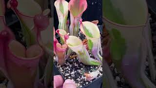 8 Heliamphora BCP Flamingo  ヘリアンフォラ フラミンゴ 食虫植物 植物 斑入り variegated plants shorts [upl. by Frieda607]