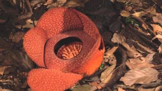 Rafflesia flower opening [upl. by Rakabuba]