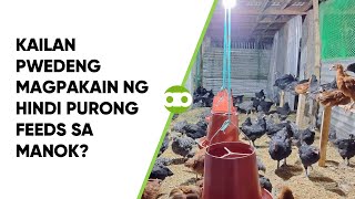 Kailan Pwedeng Magpakain ng Hindi Purong Feeds sa Manok [upl. by Britte]