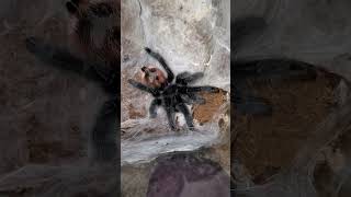 Tarantula vs Mouse [upl. by Townshend]