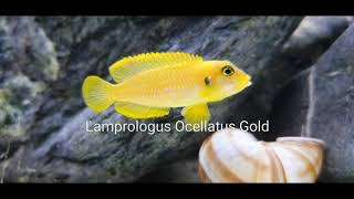 Lamprologus Ocellatus Gold [upl. by Nosaj241]