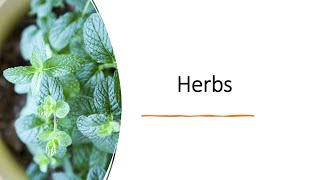 Herbs intro lobelia mentha thyme [upl. by Elad703]