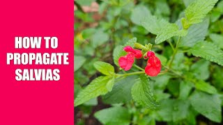 How to Propagate Salvias [upl. by Yuht]