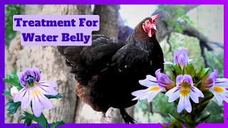 Natural Treatment For Ascites Water Belly In Chickens [upl. by Eednarb]