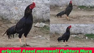 original aseel mainwali fighters murg [upl. by Anitselec]