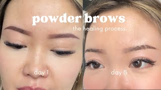 ombre powder brows healing process  5 weeks [upl. by Abert97]