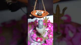 Waste Rangoli Flower Back Flow Dhoop 🌼🌸 shorts diy ytshorts craft homedecor CreativeShriya [upl. by Hbahsur]