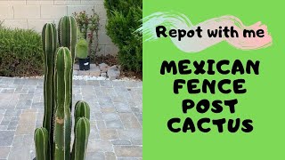 Let us Repot a Columnar Cactus Mexican Fence Post [upl. by Bum]