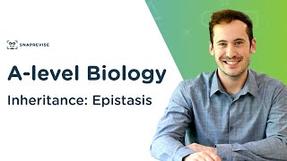 Inheritance Epistasis  Alevel Biology  OCR AQA Edexcel [upl. by Acirret]