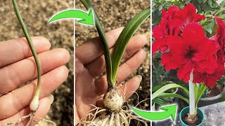 When and How to Transplant Amaryllis Seedlings  Hippeastrum Seedlings Care TipsTurn on CC [upl. by Ioves712]