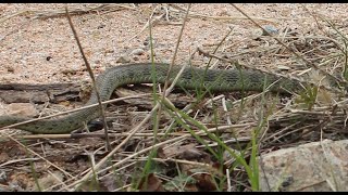 Tiger Keelback  Тигровый уж Rhabdophis tigrinus lateralis 2024 [upl. by Volding341]