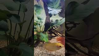 My Tank Mates Aquarium fishaquarium aquarium fish [upl. by Sowell]