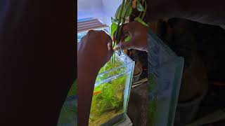 Easy method to grow money plant in fish tank to remove amonia and nitrates naturalfishtank [upl. by Laaspere993]