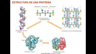 BIOQUIMICA PROTEINAS Influencia en el ejercicio físico y aspectos básicos del metabolismo de los ami [upl. by Niak]