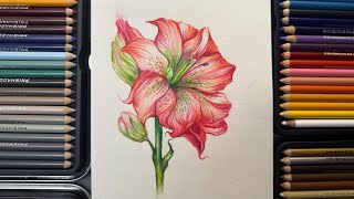 Drawing a Lilium  Colored Pencils  Gana belle Art [upl. by Rahr]