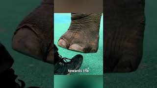 Do You Know How Powerful An Elephants Foot Can Be [upl. by Oniger638]