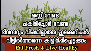 Fresh Microgreens at Homeദിവസവും വിഷമില്ലാത്ത ഇലക്കറികൾ വീട്ടിൽത്തന്നെ എളുപ്പത്തിൽ കിളിർപ്പിക്കാം [upl. by Buchheim478]