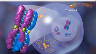 Meiosis animation [upl. by Sitruk]